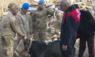 Depremden etkilenen hayvanlara da yardım gitti